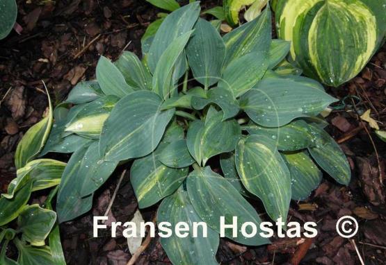 Hosta Dorset Clown